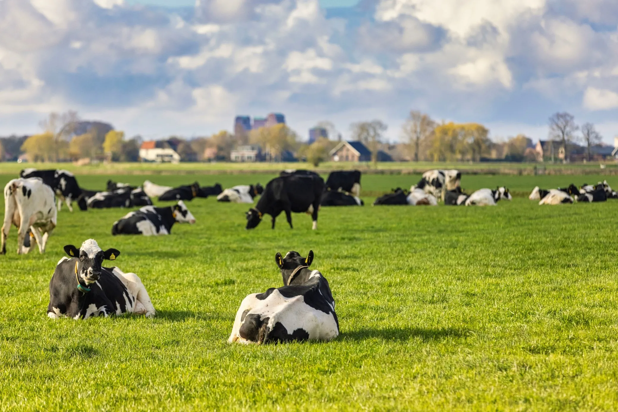 Sustainability sustainable dairy farming cows in field