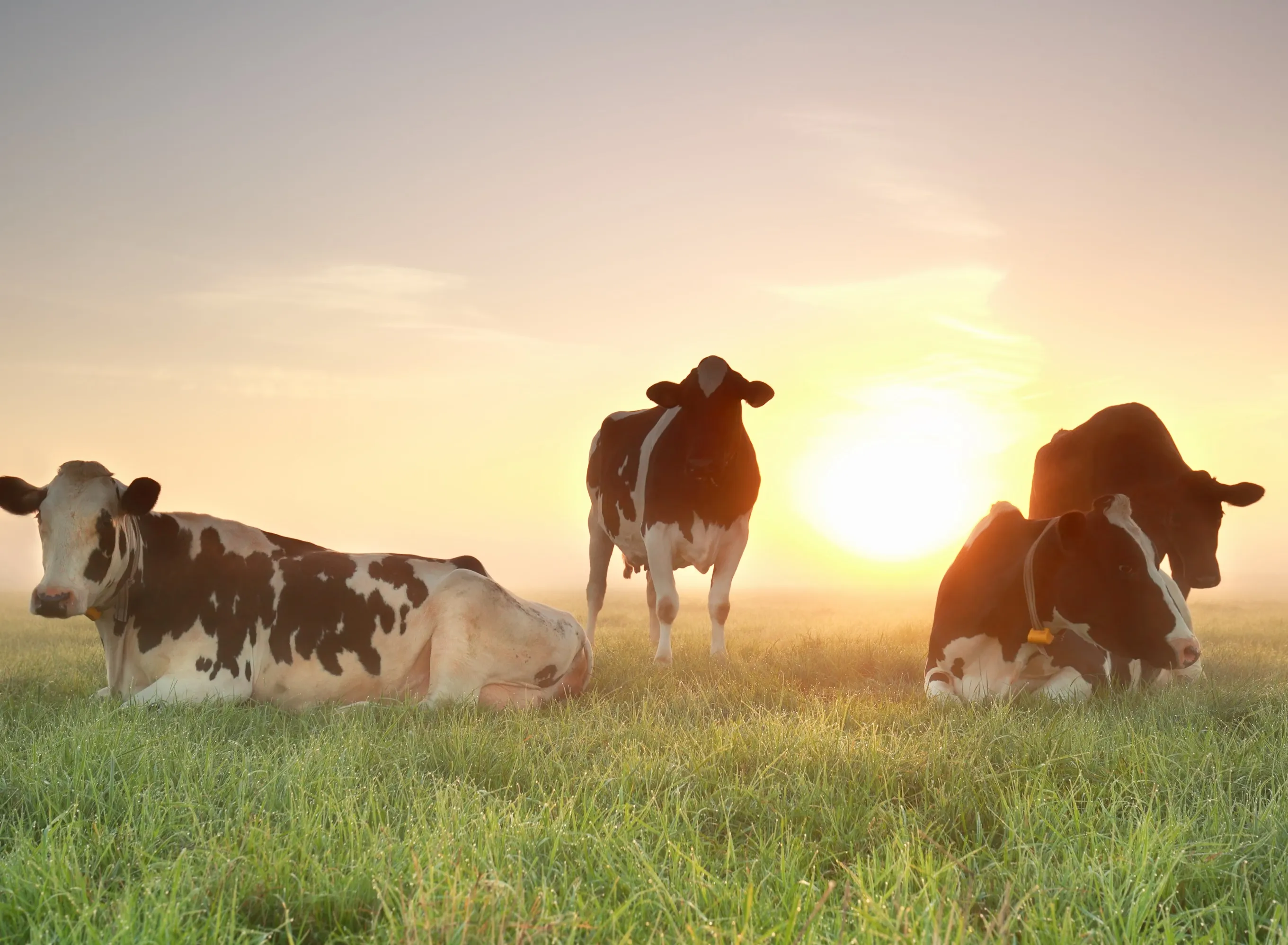 Sustainability sustainable dairy farming cows