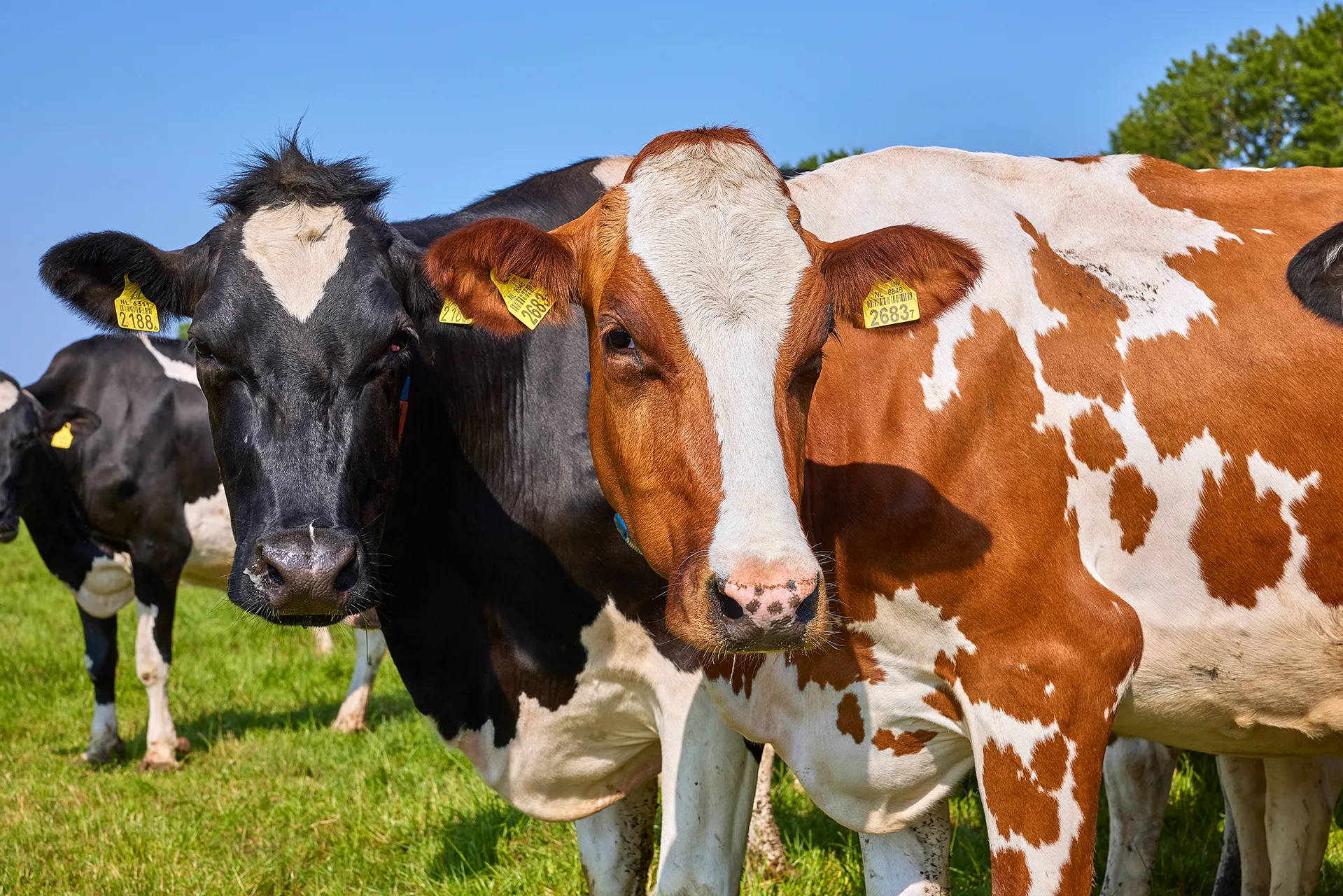 Farmer Siem van Leeuwen cows