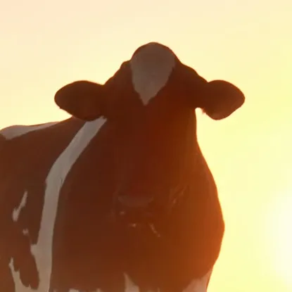 Sustainability sustainable dairy farming cows