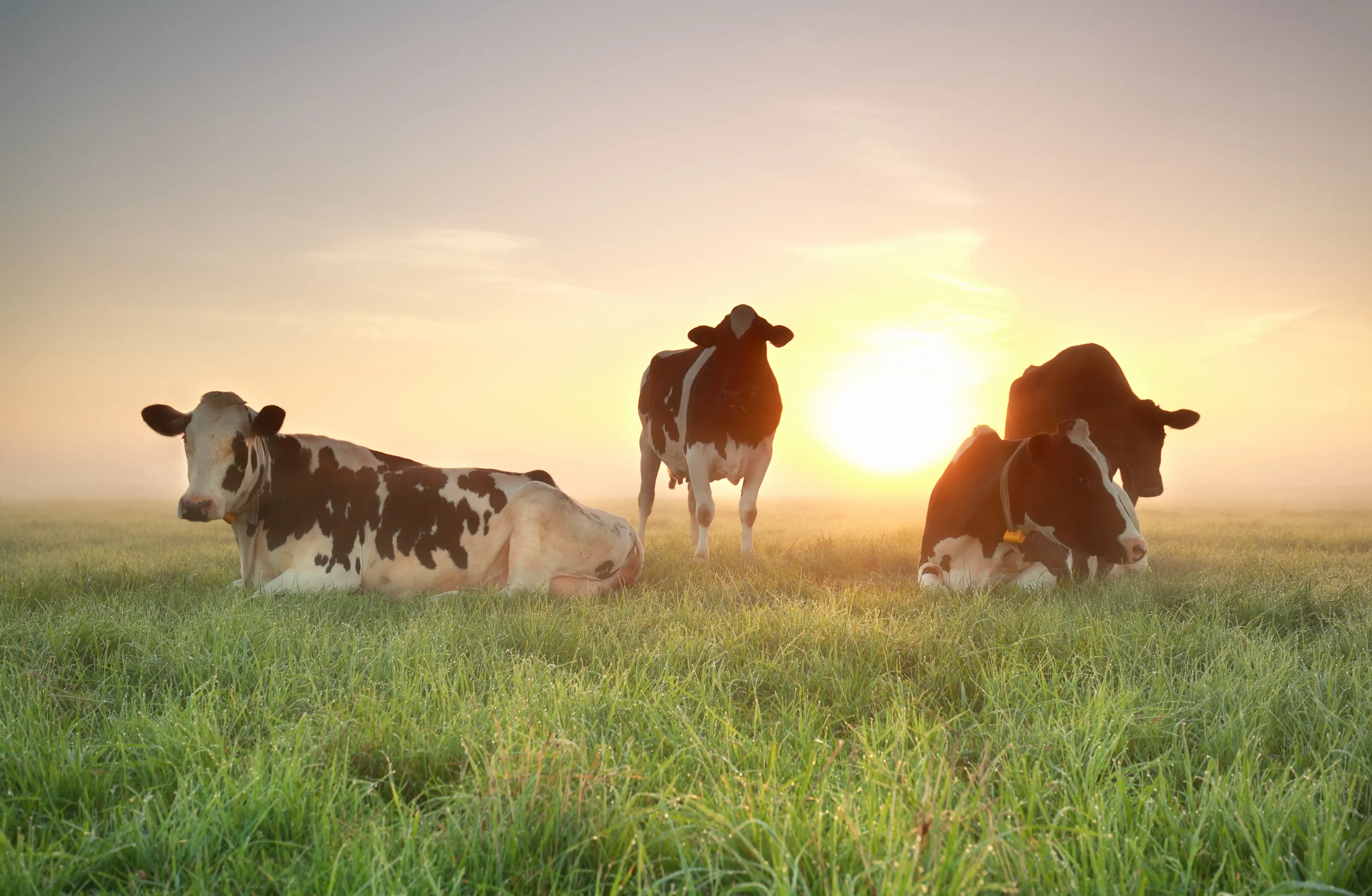 Sustainability sustainable dairy farming