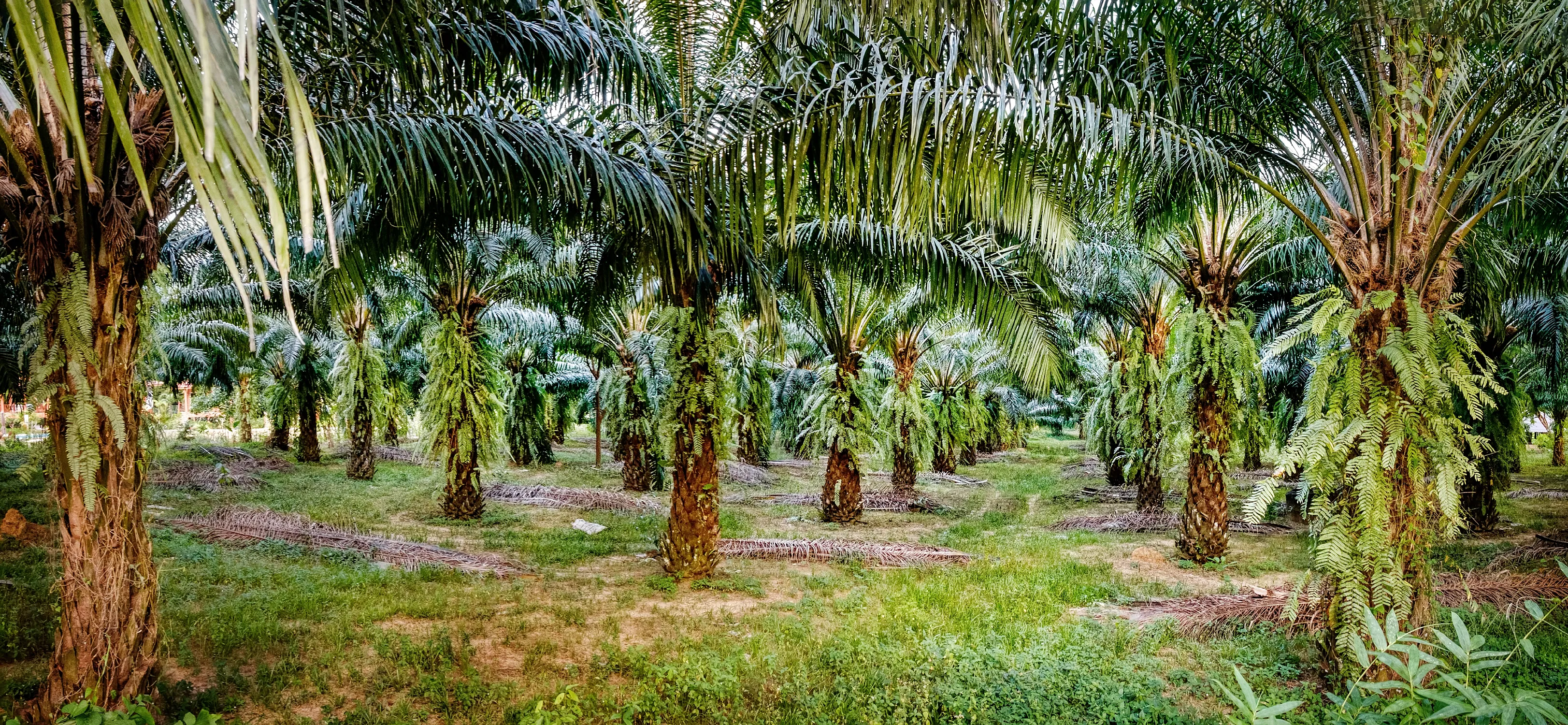 Sustainable palm oil and responsible soy lecithin