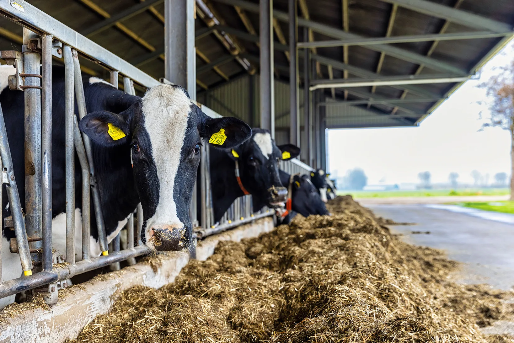 Sustainability Sustainable dairy farming 1 stimulating and rewarding