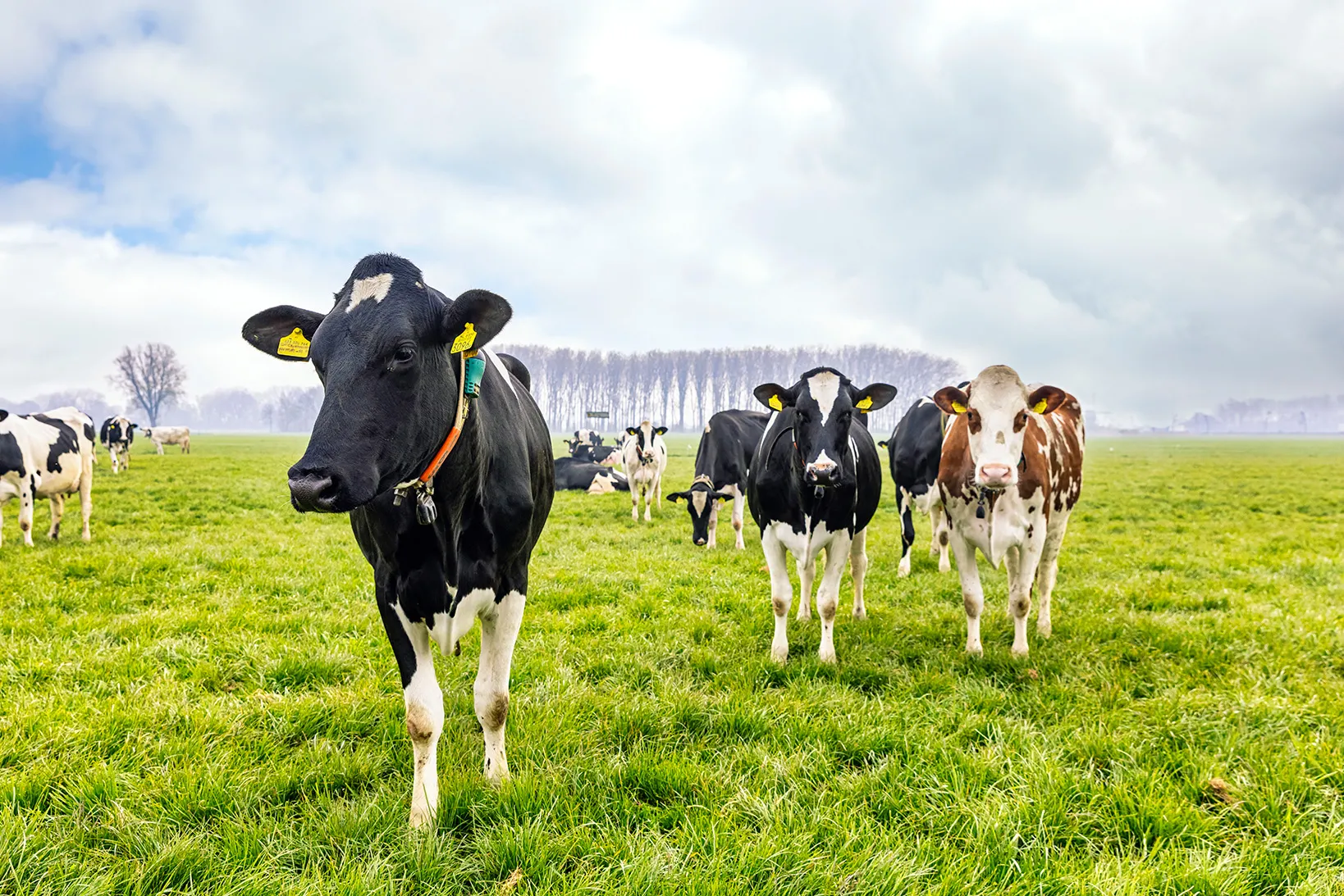 Sustainability sustainable dairy farming