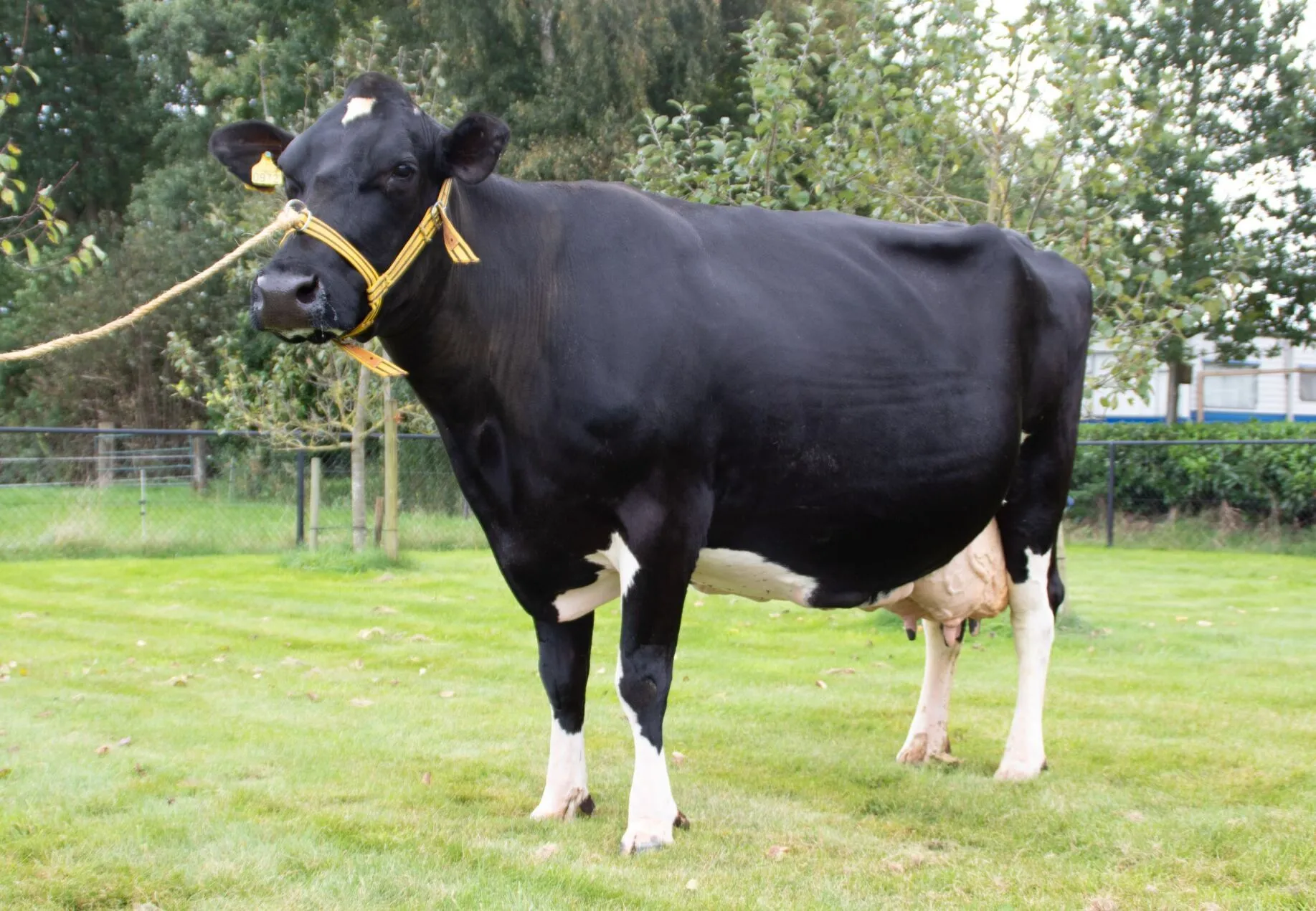 Topkoe Zwartje
