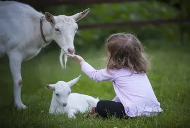 goat and baby