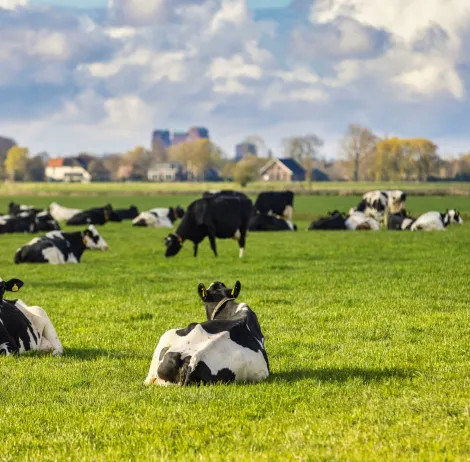 Sustainability sustainable dairy farming