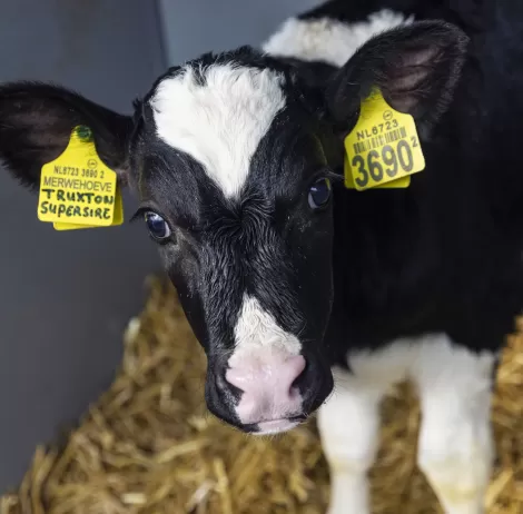 Sustainability sustainable dairy farming