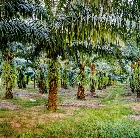 Sustainable palm oil and responsible soy lecithin