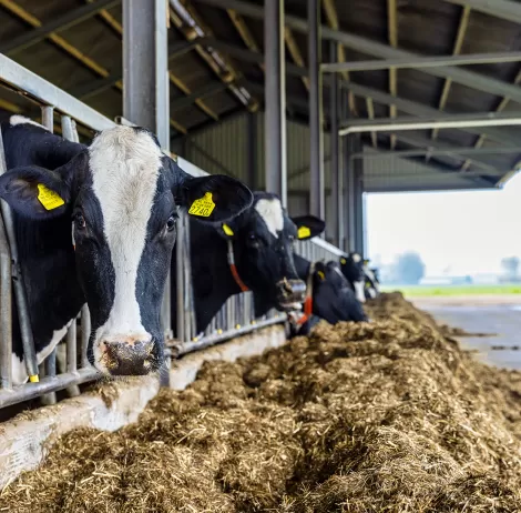 Sustainability Sustainable dairy farming 1 stimulating and rewarding