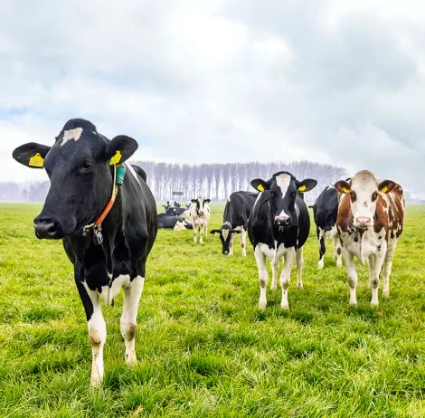 Sustainability sustainable dairy farming