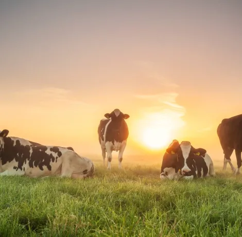 Tomorrow's Dairy