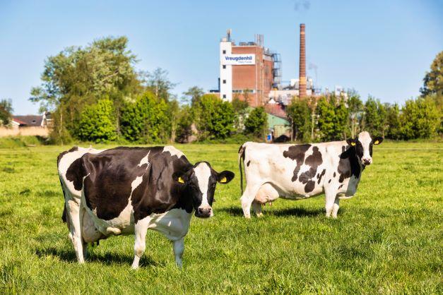koeien in wei met achtergrond fabriek