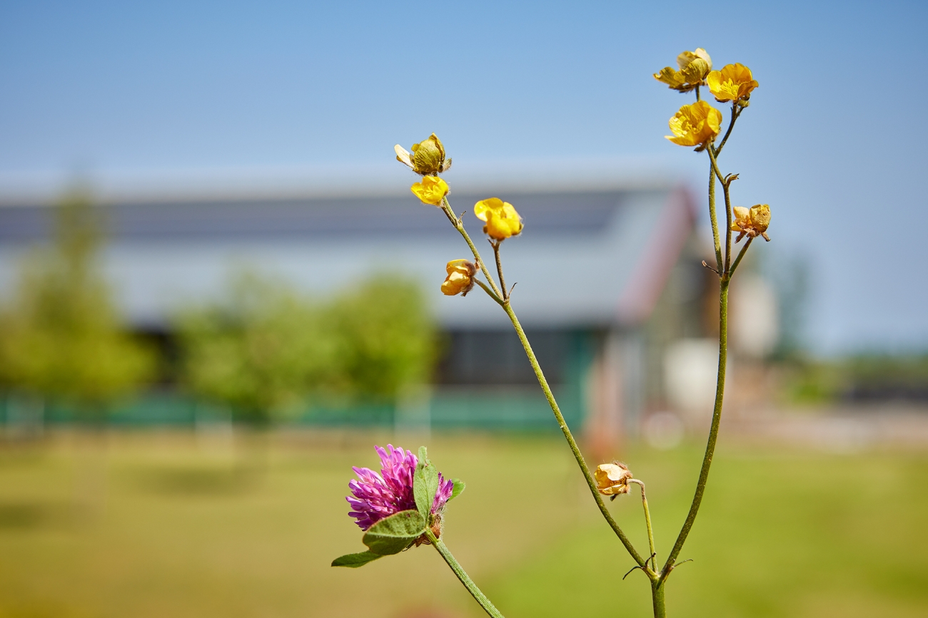 Farmer Snoek farm flowers