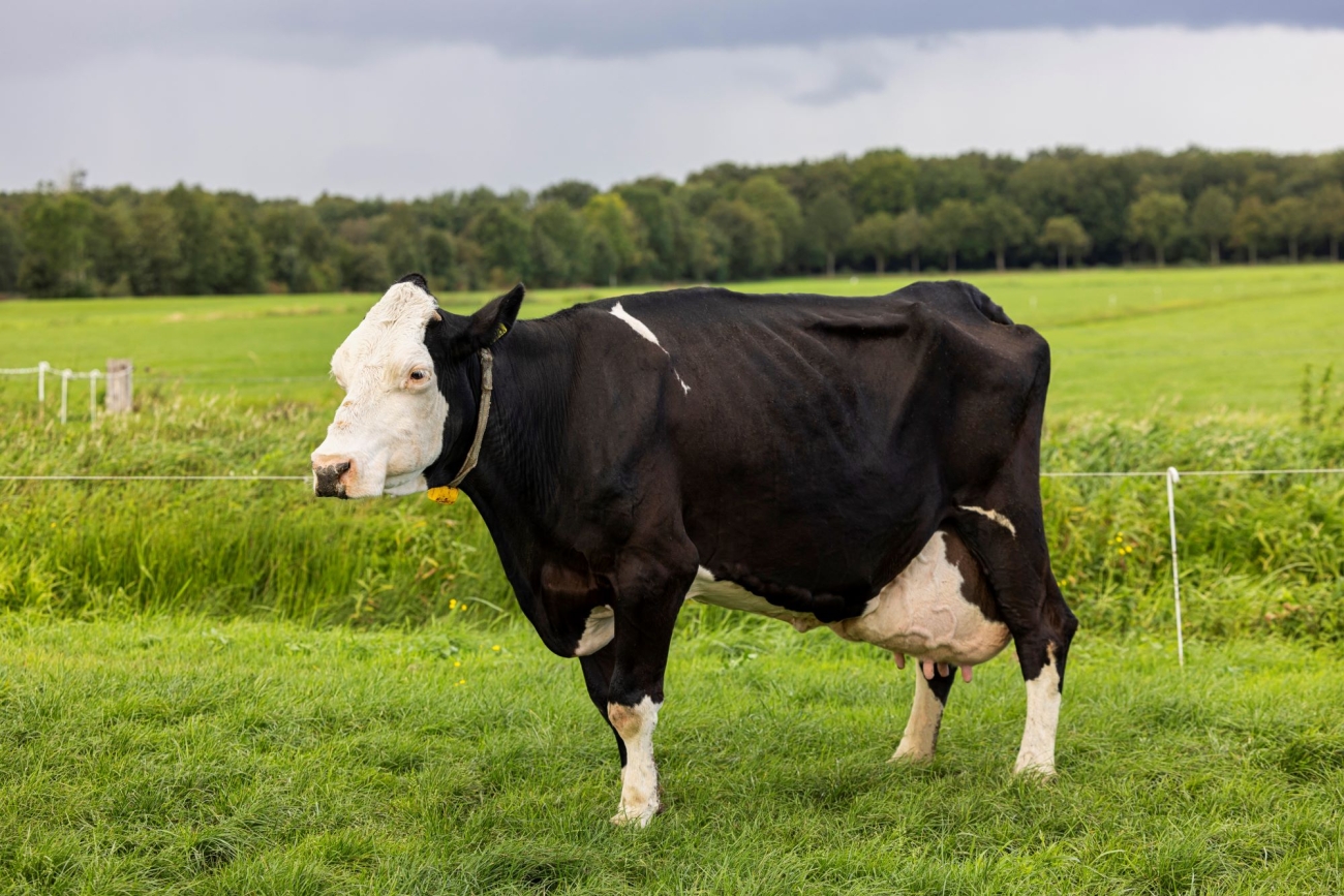 Topkoe Grietje 124
